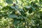 Foliage and fruits of Cydonia oblonga