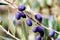 Foliage and fruits of olive tree