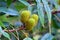 Foliage and fruits of Platycarya strobilacea