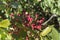Foliage and fruits of Terebinth, Pistacia terebinthus