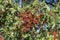 Foliage and fruits of Terebinth, Pistacia terebinthus