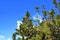 The foliage and fruits of the `Wildfire` black tupelo Nyssa sylvatica `Wildfire