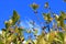 The foliage and fruits of the `Wildfire` black tupelo Nyssa sylvatica `Wildfire