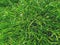 Foliage grass green near, background of green grass macro, abstract background nature from spring, summer