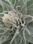 Foliage of Great mullein plant in close up.