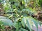 Foliage and green fruit Amur velvet (Phellodendron amurense)