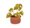 Foliage houseplant in clay pot. Trendy house plant with big heart-shaped leaves growing in planter. Modern botanical