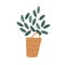 Foliage houseplant growing in wicker basket. Home plant with leaf in modern pot. Green leaves in flowerpot for trendy