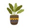 Foliage houseplant in pot. House plant with leaves growing in planter. Green decoration for home interior. Flat vector