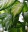 Foliage houseplants