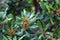 Foliage and inflorescence of a fire tree, Myrica faya