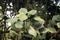 Foliage and inflorescence of a Myriocarpa longipes tree