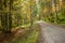 Foliage inside an Italian forest at fall