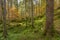 Foliage inside an Italian forest at fall