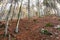 Foliage inside an Italian forest at fall