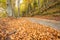 Foliage inside an Italian forest at fall long a secondary street