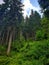 Foliage, landscape in mountain woods