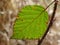 Foliage leaf - blackberry