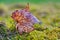 A foliage leaf in moss