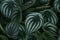 Foliage Leaves of Watermelon Peperomia Plant Natural Pattern Background