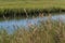 Foliage and Marshland at Pleasure House Point in Virginia Beach