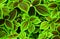 Foliage natural wallpaper