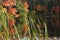 Foliage Near a Quiet Pond