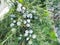 Foliage, needles greens near, background from fruits of thuja macro