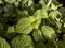 Foliage of the Nerve plant - Fittonia verschaffeltii. Fittonia with leaves with white veining