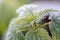 Foliage of nettle under frost