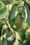 Foliage of a pear (Pyrus)