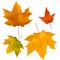 Foliage, plants, leaves, background, maple, maple