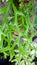 foliage Platycerium coronarium fern