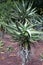 Foliage of a poker aloe tree