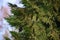 Foliage and pollen cones of Calocedrus decurrens.