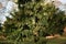 Foliage and pollen cones of Calocedrus decurrens.