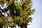 Foliage and pollen cones of Calocedrus decurrens.