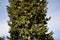 Foliage and pollen cones of Calocedrus decurrens.