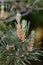 Foliage and pollen cones of common scots pine