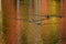 Foliage pond with mallard ducks, Canada geese and vibrant color water surface reflection