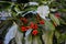 Foliage and red berries of Aucuba Japonica.