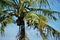 The foliage and ripening coconuts of Cocus nucifera