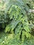 Foliage Robinia pseudoacacia