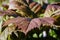 Foliage of Rodgersia podophylla