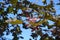 Foliage and samaras of purple leaf cultivar of Norway maple against blue sky