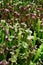 Foliage of Sarracenia carnivorous trumpet pitcher plants