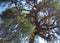 FOLIAGE AND SEEDPODS ON A TREE