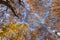 Foliage on the sky in autumn inside a birch forest