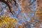 Foliage on the sky in autumn inside a birch forest