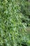 Foliage of a tortuous willow (Salix babylonica \\\'tortuosa\\\')